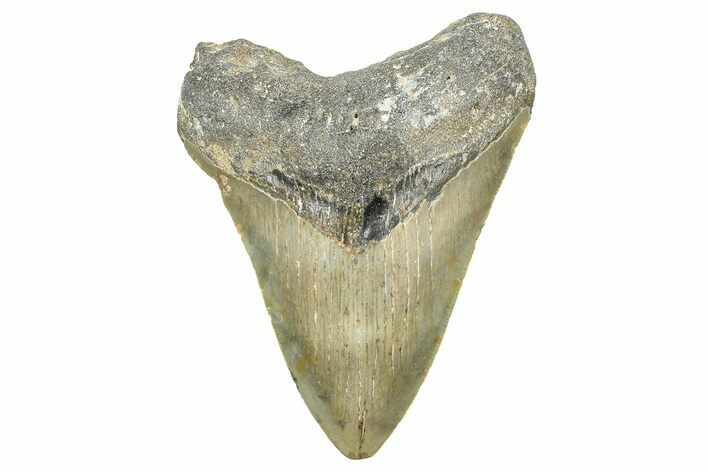 Fossil Megalodon Tooth - North Carolina #371691